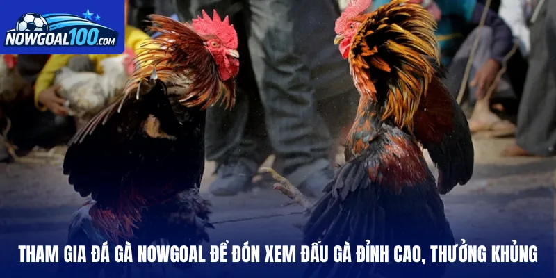 Tham gia đá gà Nowgoal để đón xem đấu gà đỉnh cao, thưởng khủng