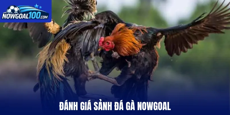 Đánh giá sảnh đá gà Nowgoal