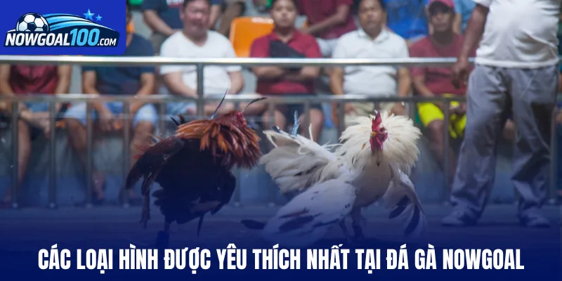 Các loại hình được yêu thích nhất tại đá gà Nowgoal